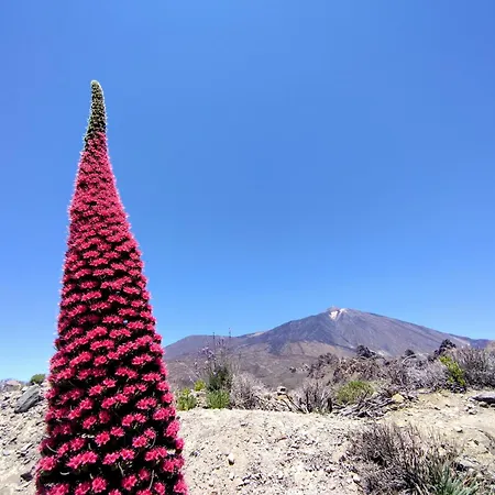 Paradise Hideaway Tenerife
